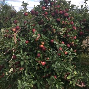 Meet your Posher, Shannon